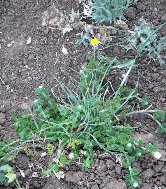 Chamaemelum fuscatum? no, cfr. Anacyclus clavatus